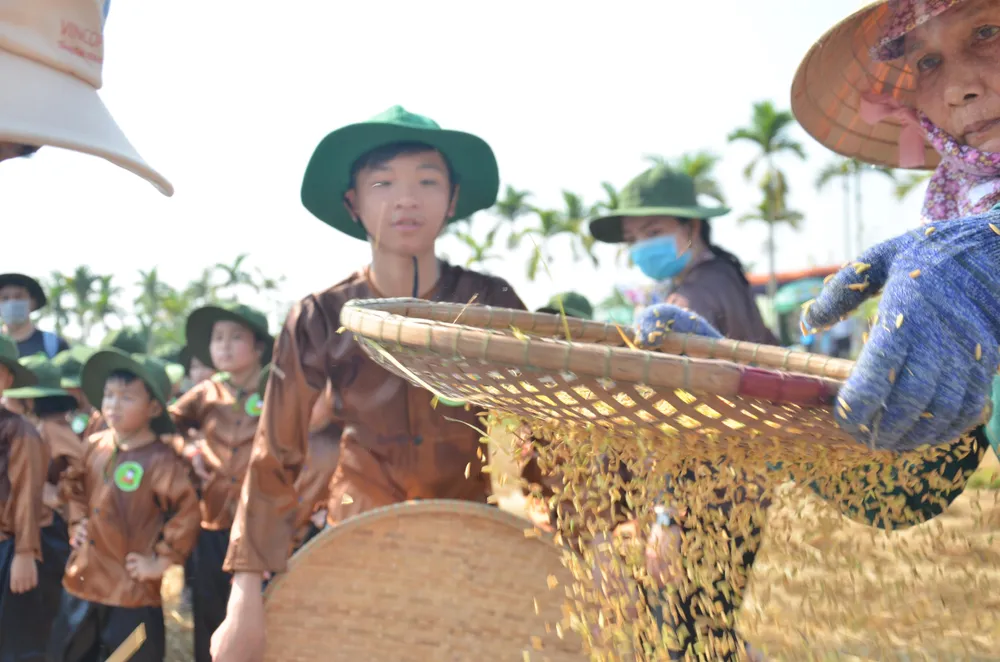 Hàng trăm “nông dân nhí” ướt đẫm mồ hôi... gặt lúa ảnh 5