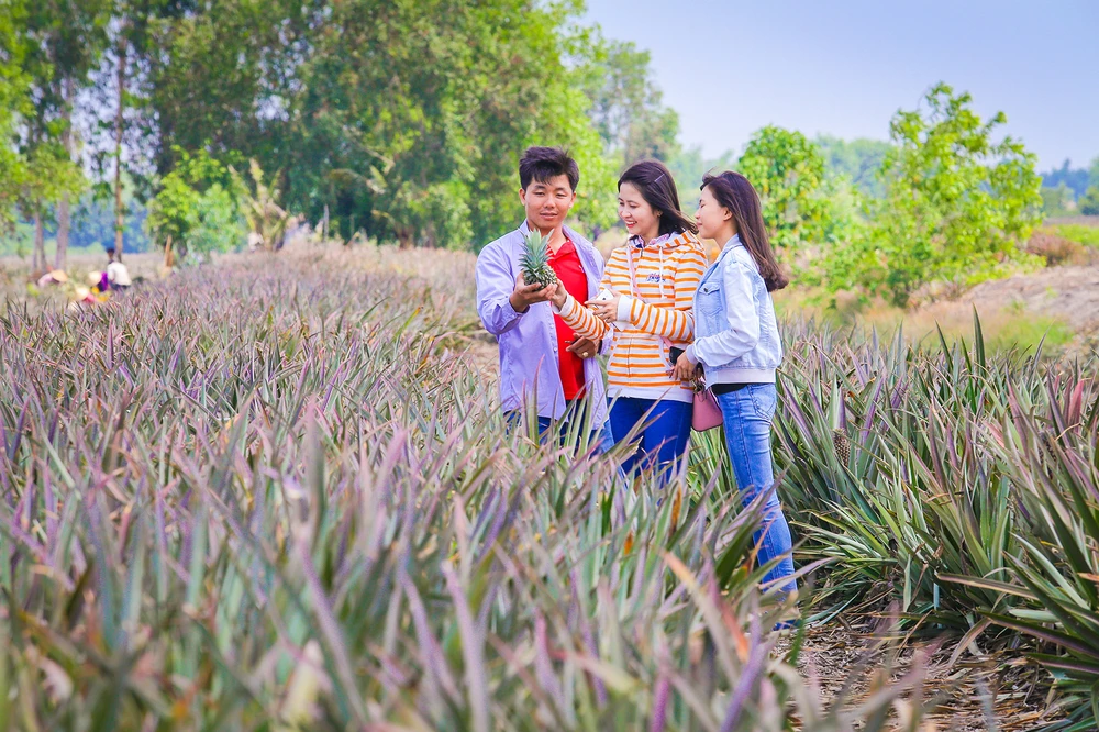 Khai thác du lịch vùng trồng khóm Cầu Đúc