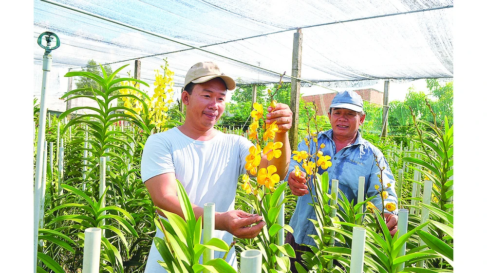 Trồng lan tại huyện Củ Chi. Ảnh: CAO THĂNG