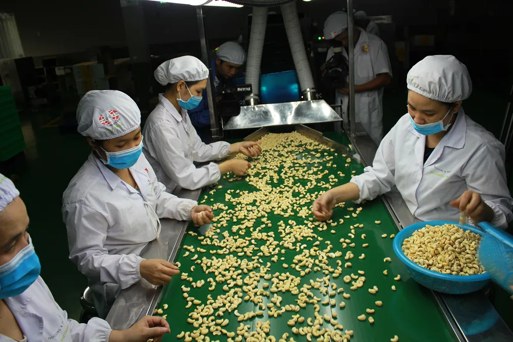 Hướng đến mô hình liên kết, xuất khẩu chính ngạch ảnh 2 Hướng đến mô hình liên kết, xuất khẩu chính ngạch ảnh 2