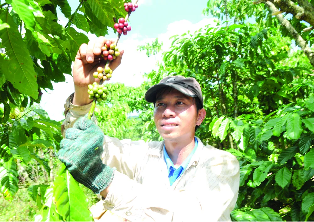 EVFTA có hiệu lực, nhiều cơ hội cho nông nghiệp ảnh 1 EVFTA có hiệu lực, nhiều cơ hội cho nông nghiệp ảnh 1