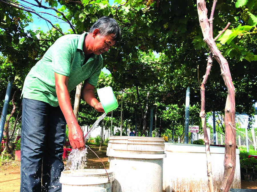 Khởi nghiệp trồng nho ở xứ Dừa ảnh 3 Khởi nghiệp trồng nho ở xứ Dừa ảnh 3