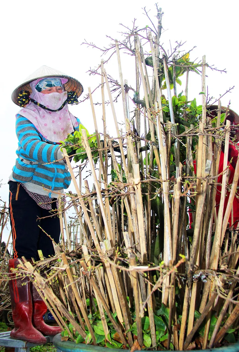 Vùng đất trăm nghề  ảnh 7