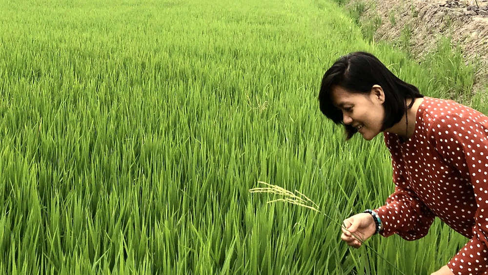 Giấc mơ đồng ruộng