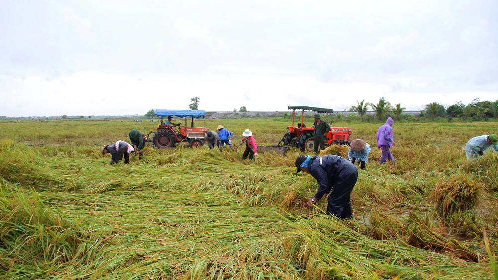 Miền Trung: Hàng ngàn hécta lúa chín bị ngập úng, hư hại ảnh 1 Miền Trung: Hàng ngàn hécta lúa chín bị ngập úng, hư hại ảnh 1