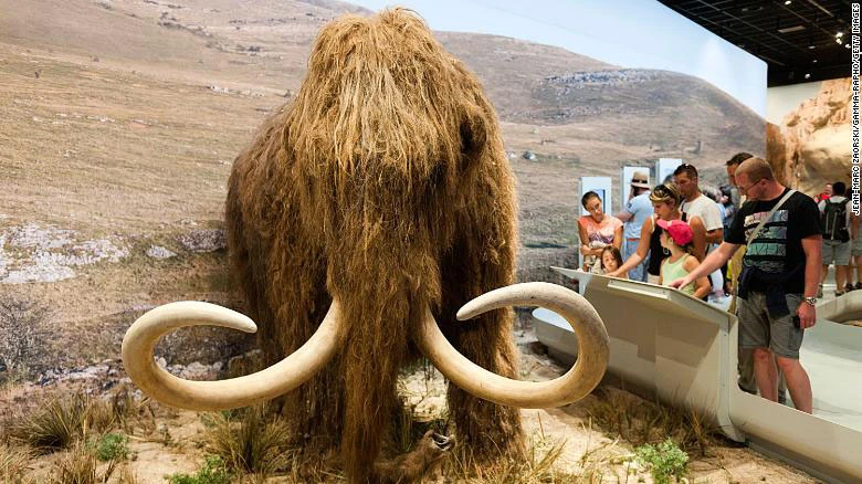 Một mô hình voi mammoth 