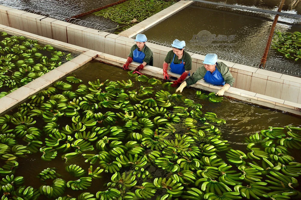 Nâng chất để trái cây Việt vươn xa ảnh 2 Nâng chất để trái cây Việt vươn xa ảnh 2