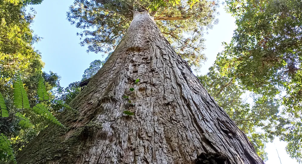 Dưới tán rừng già ảnh 8 Dưới tán rừng già ảnh 8