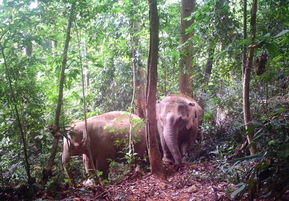 Dưới tán rừng già ảnh 4 Dưới tán rừng già ảnh 4