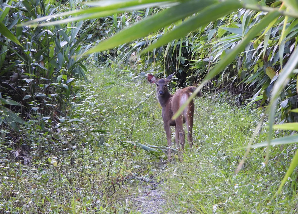 Dưới tán rừng già ảnh 3 Dưới tán rừng già ảnh 3