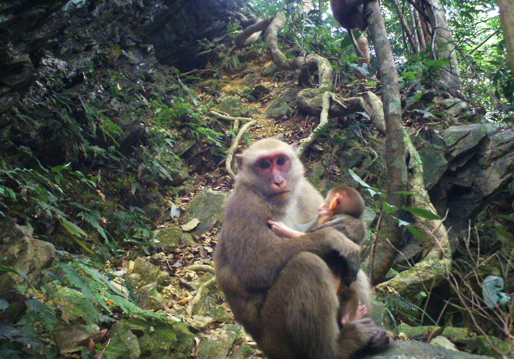 Dưới tán rừng già ảnh 2 Dưới tán rừng già ảnh 2