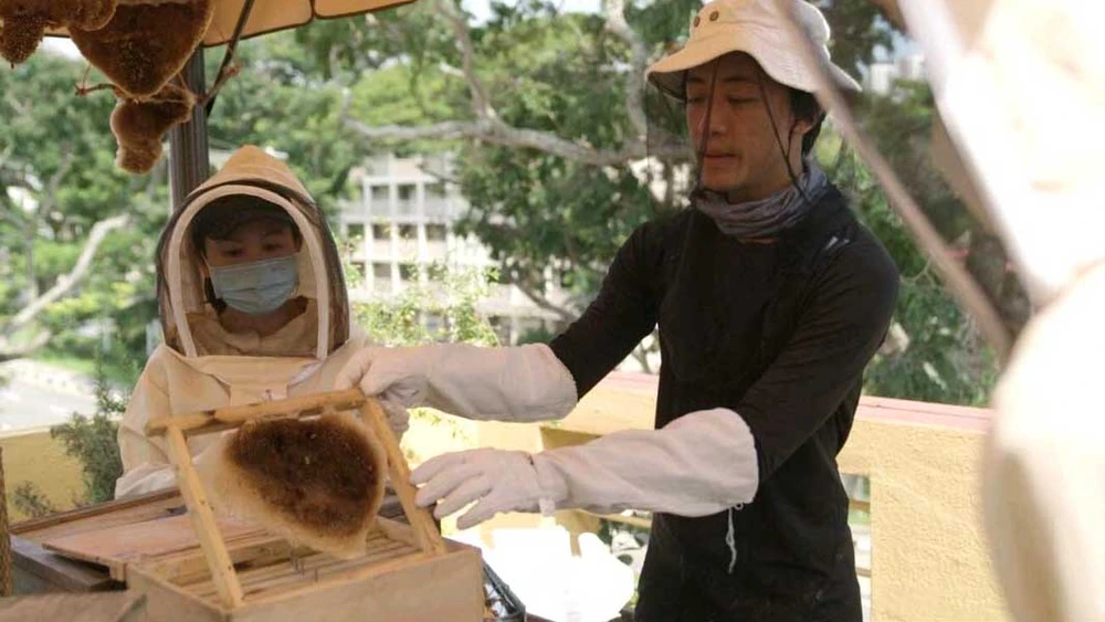 Nuôi ong trong đô thị ảnh 1 Nuôi ong trong đô thị ảnh 1
