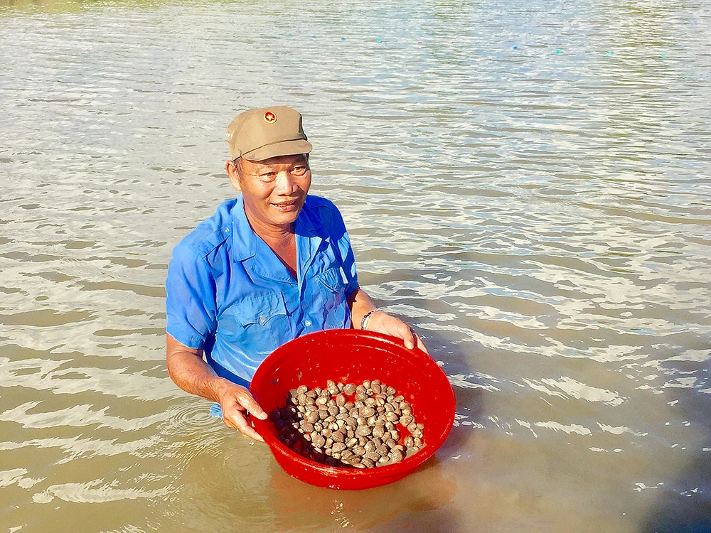 Mô hình nuôi sò huyết trong vuông tôm đem lại hiệu quả kinh tế cao cho người dân