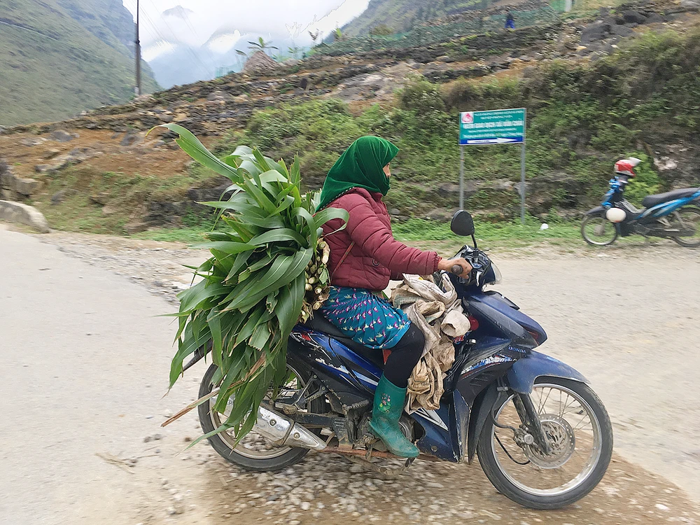 Ứng phó thiệt hại cây trồng, vật nuôi do rét đậm kéo dài ảnh 1 Ứng phó thiệt hại cây trồng, vật nuôi do rét đậm kéo dài ảnh 1