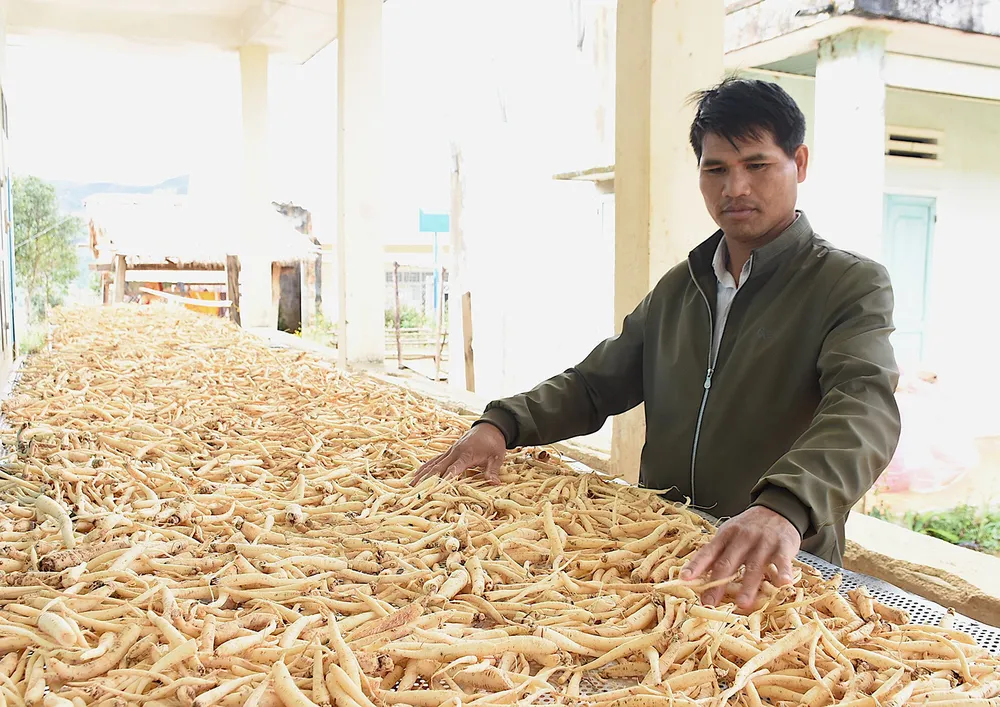 Nhờ trồng cây dược liệu nên anh A Hải (xã Tê Xăng, huyện Tu Mơ Rông, tỉnh Kon Tum) đã vươn lên làm giàu Nhờ trồng cây dược liệu nên anh A Hải (xã Tê Xăng, huyện Tu Mơ Rông, tỉnh Kon Tum) đã vươn lên làm giàu