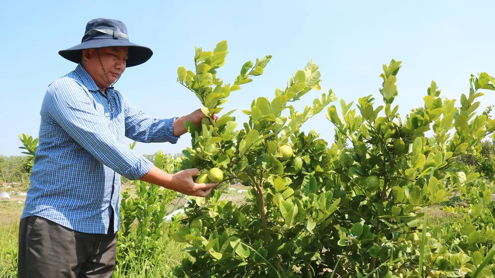 Ông Nguyễn Văn Hiển thường xuyên tự tay chăm sóc cây chanh khi có thời gian