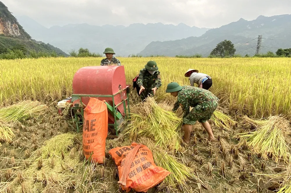 Bộ đội biên phòng giúp nhân dân thu hoạch lúa Bộ đội biên phòng giúp nhân dân thu hoạch lúa