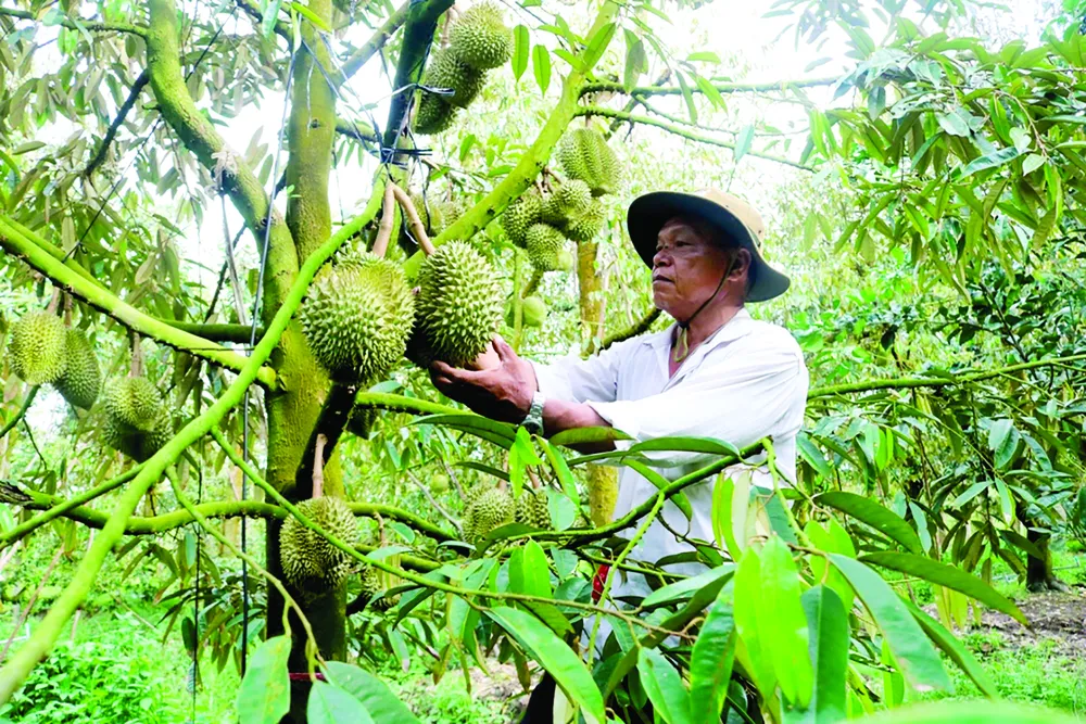 Nhà vườn lo lắng khi giá sầu riêng hiện nay có xu hướng giảm. Ảnh: QUỐC AN Nhà vườn lo lắng khi giá sầu riêng hiện nay có xu hướng giảm. Ảnh: QUỐC AN