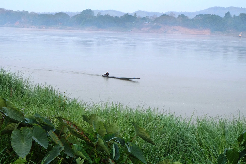 Hoa sóng sông Tiền