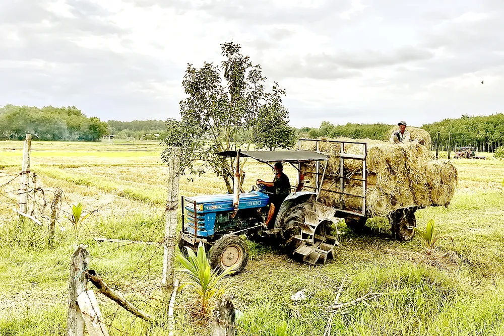 Sản xuất lúa ở xã An Nhơn Tây, huyện Củ Chi, TPHCM. Ảnh: HOÀNG HÙNG