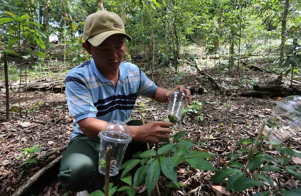 Việc chăm sóc cây sâm Ngọc Linh phải thường xuyên có người túc trực do bị dịch bệnh, chuột, chồn phá hoại hay rất dễ bị ăn trộm. Ảnh: NGUYỄN CƯỜNG Việc chăm sóc cây sâm Ngọc Linh phải thường xuyên có người túc trực do bị dịch bệnh, chuột, chồn phá hoại hay rất dễ bị ăn trộm. Ảnh: NGUYỄN CƯỜNG