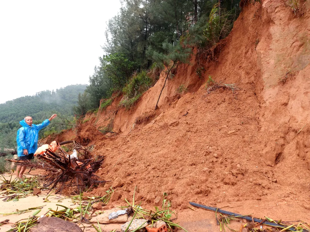 Đất và cây phi lao dọc bờ biển xã Cẩm Lĩnh bị cuốn sập