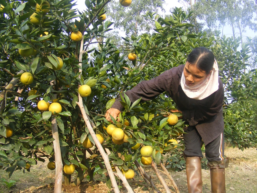 Cam Xã Đoài, khóm Cầu Đúc đắt hàng