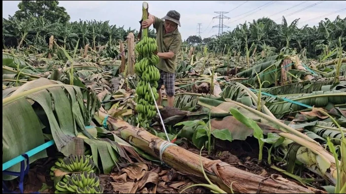 Hàng trăm hecta chuối của người dân ở Đồng Nai bị gãy đổ trong trận mưa gió lốc xoáy. Ảnh: Báo Đồng Nai