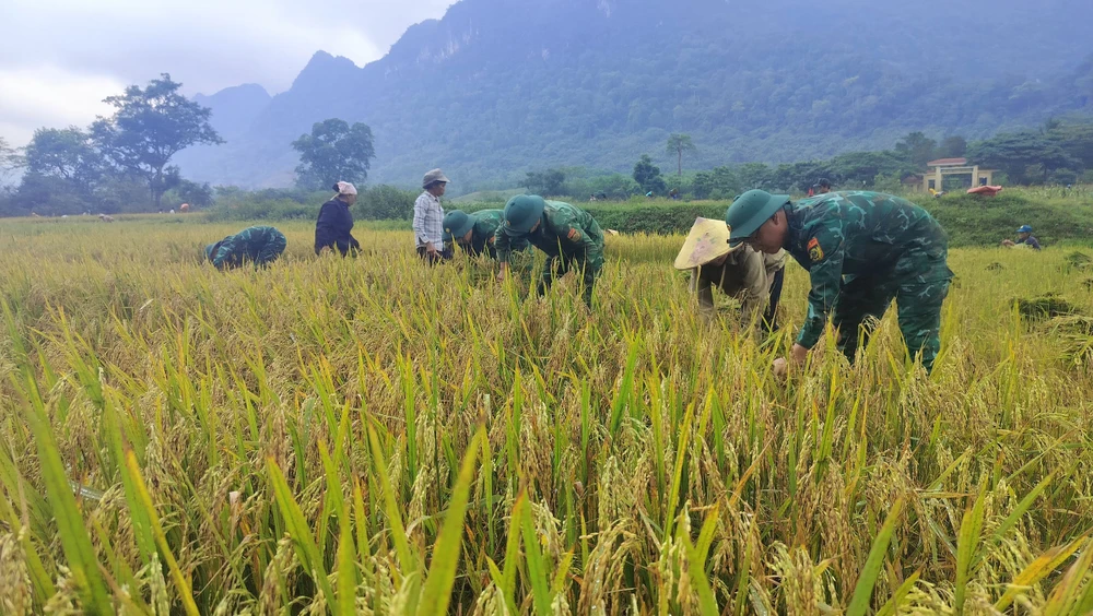 Bộ đội biên phòng thu hoạch lúa giúp đồng bào