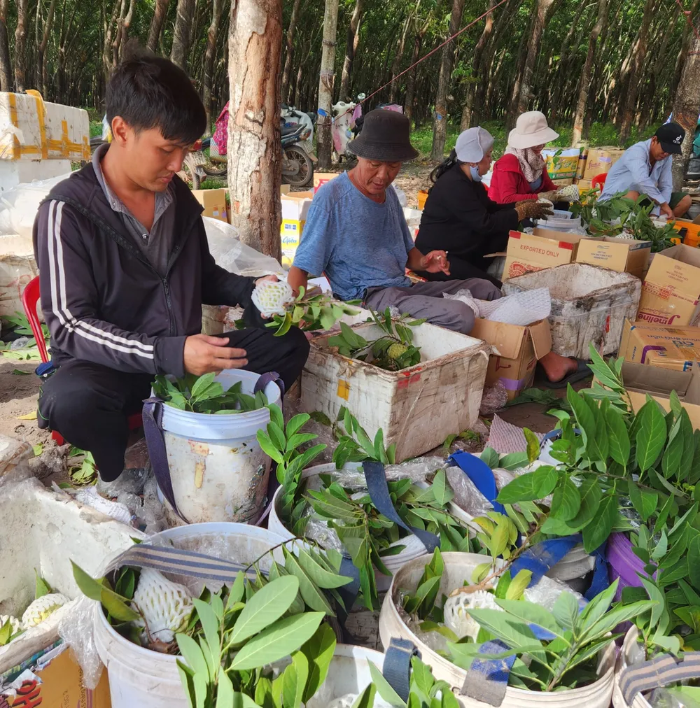 Thu mua, đóng gói mãng cầu ở huyện Tân Châu, tỉnh Tây Ninh. Ảnh: VĂN PHONG XHH 7B.jpg
