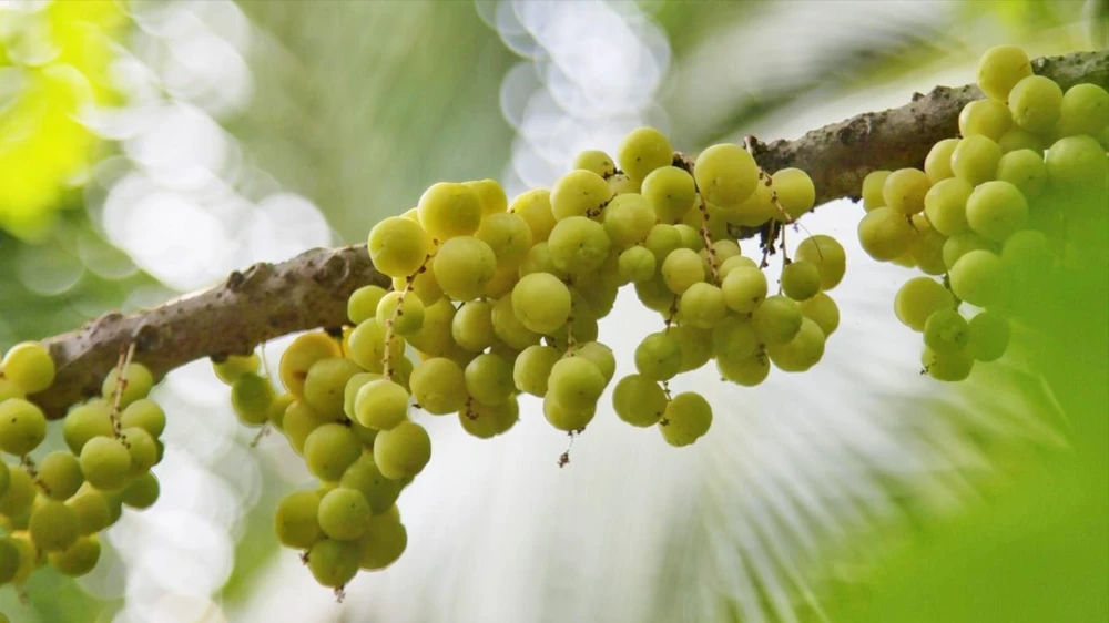 Trái nhỏ mọc dày thành chùm lớn nên người ta quen gọi chùm ruột. Ảnh: VINH VÕ