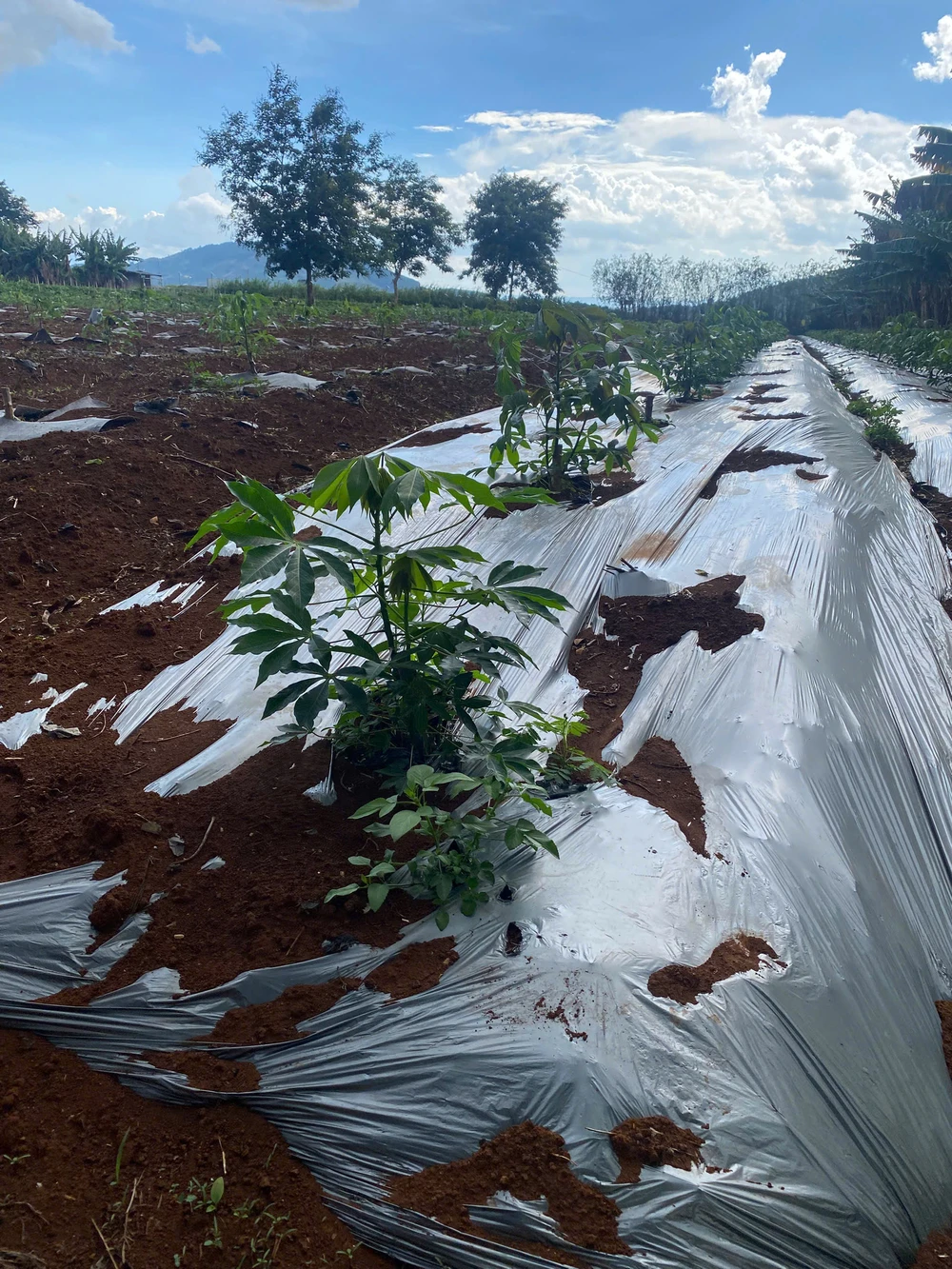 Một địa điểm lai tạo giống sắn chất lượng cao tại Trạm sản xuất và thực nghiệm Đơn Dương ở tỉnh Lâm Đồng z6570968279641-c93ecc516837509f58ee7428ccabbdac-9823-8638.jpg