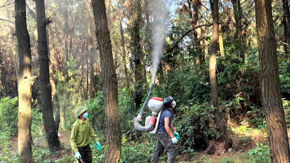 Lực lượng chức năng phun thuốc phòng trừ sâu róm gây hại rừng thông