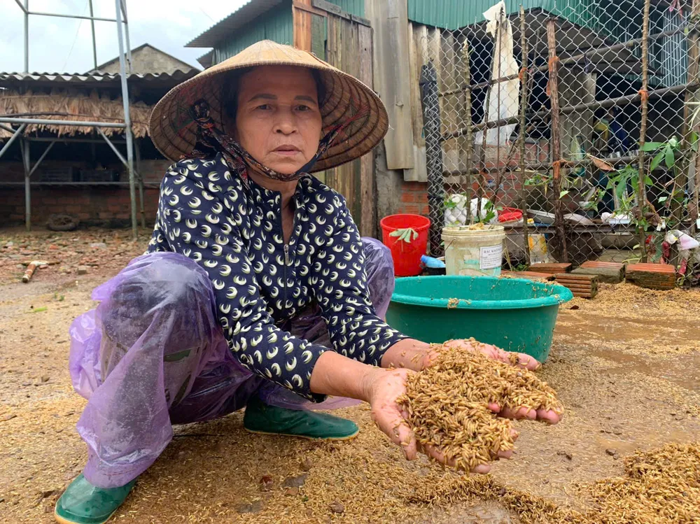 ស្រែរបស់ប្រជាពលរដ្ឋនៅស្រុក Cam Xuyen ទើបតែបានច្រូតកាត់ហើយនៅមិនទាន់ឈូសឆាយនៅពេលដែលលិចលង់ដោយទឹកជំនន់។ z6637057534114-35b72293a0b625265bb62ba3f82c7280-9136-4345.jpg