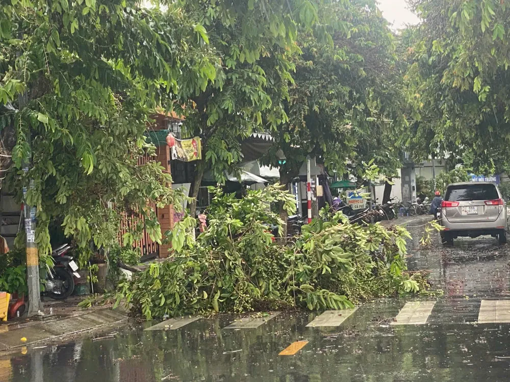 Mưa lớn sáng 12-6, làm bật gốc một số cây xanh ở hồ Xáng Thổi, quận Ninh Kiều, TP Cần Thơ 02-9324-286.jpg
