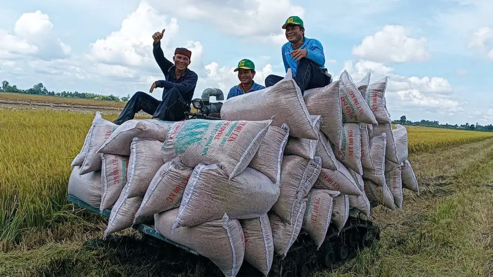 Nông dân TP Cần Thơ thu hoạch lúa trong đề án 1 triệu hec-ta lúa chất lượng cao 1.jpg