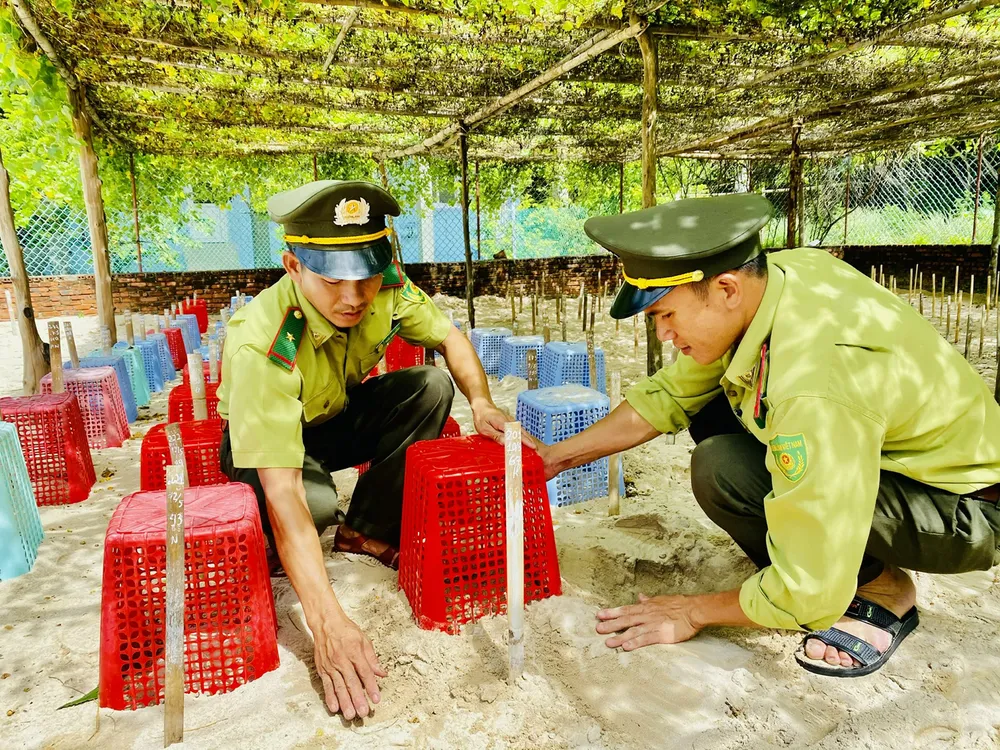 Lực lượng kiểm vụ đưa trứng rùa về tổ ấp tại hòn Bảy Cạnh, hòn đảo có lượng rùa đến sinh sản nhiều nhất ở Việt Nam PSA Anh6- kiem lam 3.jpg