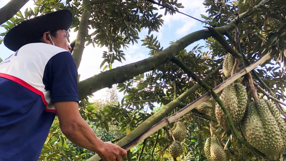 Sầu riêng nghịch vụ nhưng giá giảm hơn một nửa so với cùng kỳ năm 2024. Ảnh: TÍN HUY