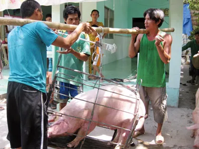 Nhiều hộ nuôi heo ở Đồng Tháp lỗ do giá bán heo thấp. Ảnh: HUỲNH LỢI
