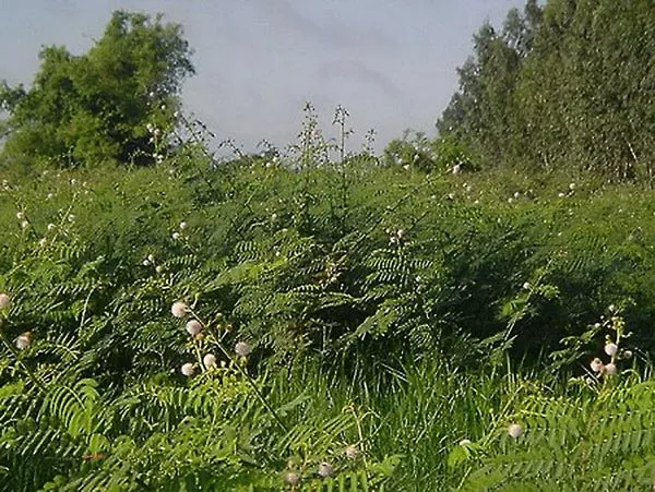   Cây mai dương là sinh vật ngoại lai, dễ phát tán, phát triển thành bụi rậm,  không có loại cây cỏ nào có thể mọc chen vào, rất khó tiêu diệt