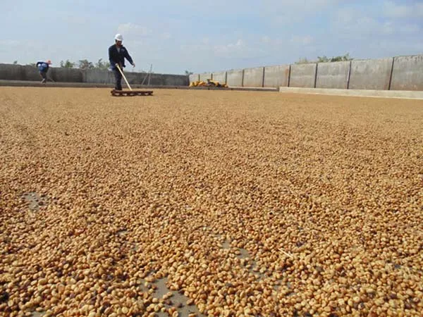Hệ thống sân phơi cà phê của người dân do HTX công bằng Ea Kiết đầu tư xây dựng Ảnh HỒ TRANG