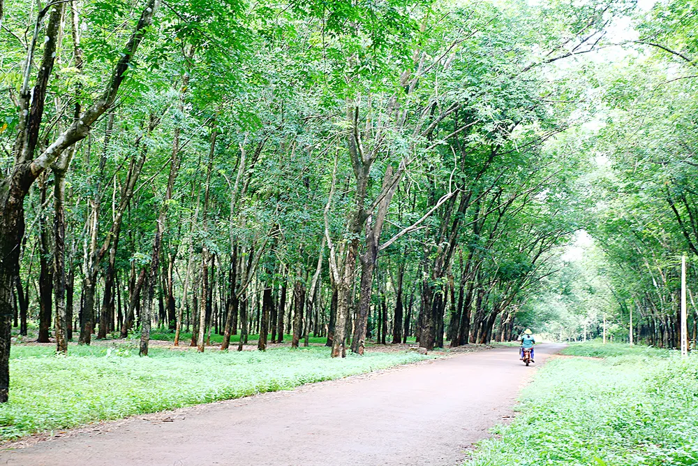 Thị trấn Lộc Ninh phủ một màu xanh cao su