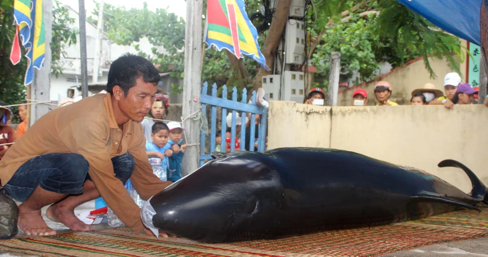 Cá voi gần 7 tạ dạt vào bờ, người dân chờ cá ngừng thở để mai táng ảnh 1 Cá voi gần 7 tạ dạt vào bờ, người dân chờ cá ngừng thở để mai táng ảnh 1