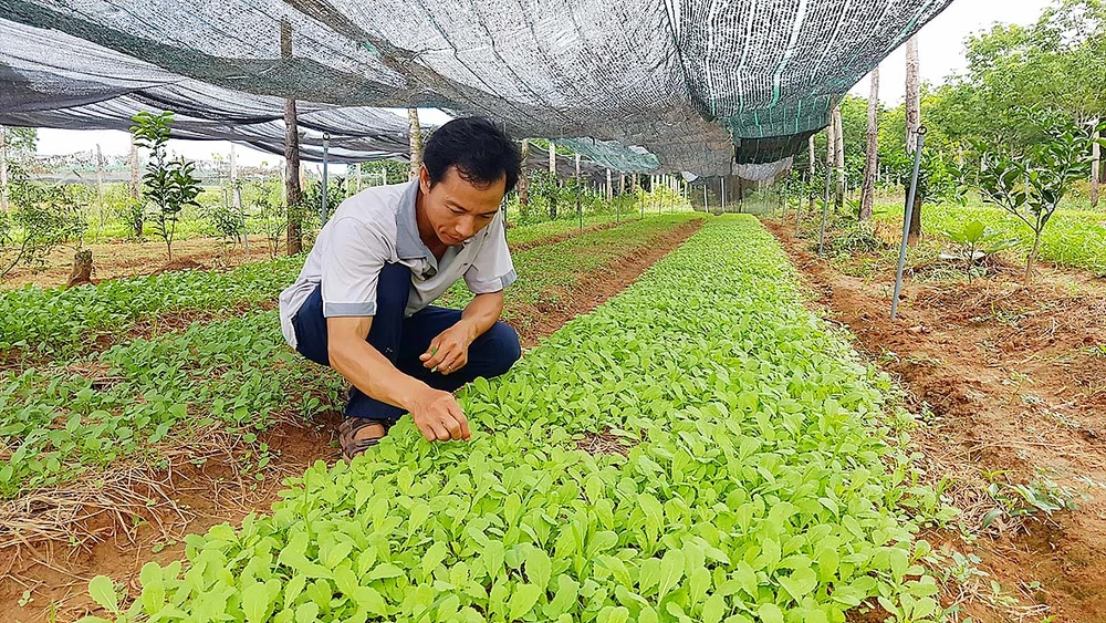 Anh Quả trong vườn rau hữu cơ của mình