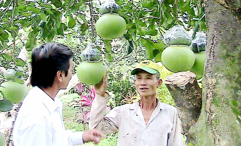 Mô hình trồng bưởi hồ lô ở Hậu Giang cho thu nhập cao . Ảnh: VĨNH TƯỜNG