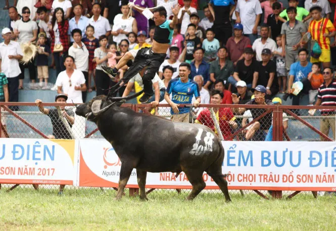 Khoảnh khắc chủ trâu số 18 Đinh Xuân Hướng (47 tuổi, P.Vạn Hương, Q.Đồ Sơn) bị húc trọng thương diễn ra quá nhanh khiến mọi người không kịp cứu giúp. Chọi trâu: giữ hay bỏ?