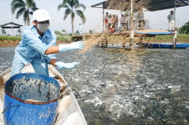 Sai phạm nghiêm trọng, HVG bị phạt 185 triệu đồng
