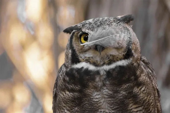 Ảnh động vật hài hước dự thi giải quốc tế 