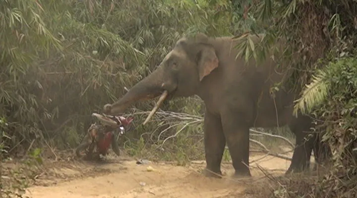 Đàn voi rừng 7 con ở Quảng Nam tái xuất - ảnh 1