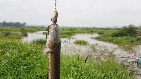 Hấp dẫn câu rê cá lóc vùng ven thành phố ảnh 3